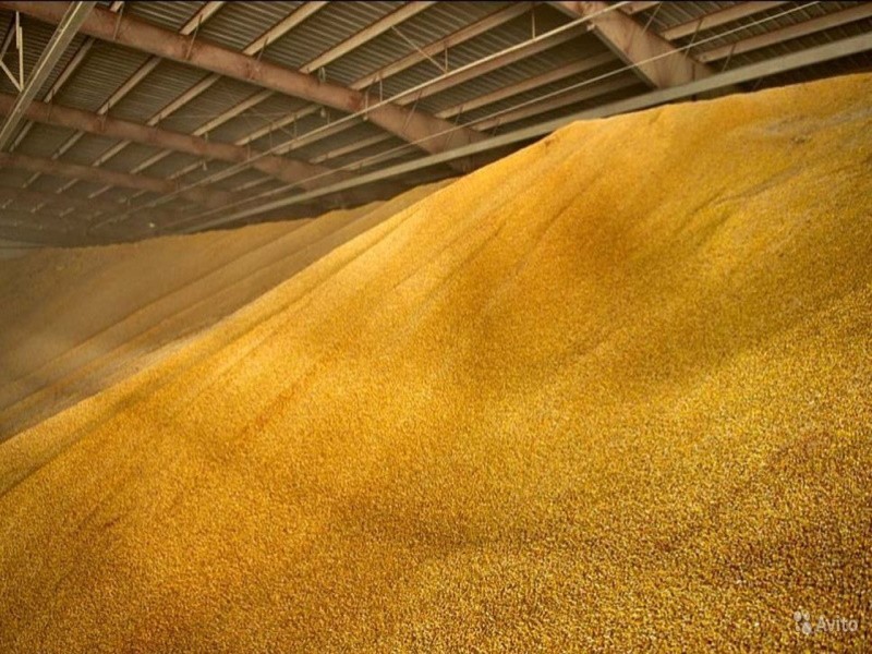 Три дня подряд Россия не смогла продать интервенционное зерно на Московской бирже
