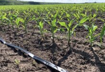 Капельный полив кукурузы или как получить качественный урожай