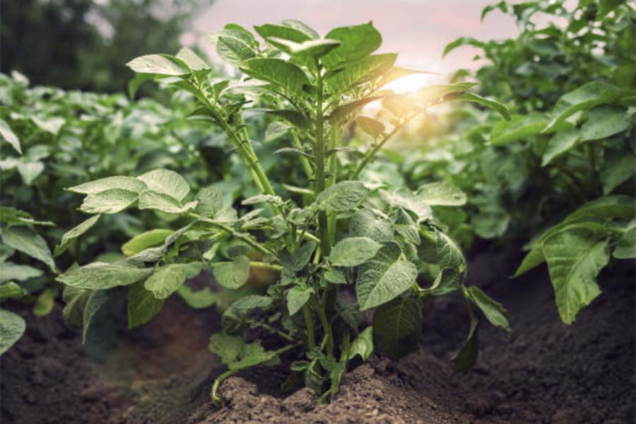 На Сахалине представили эффективную схему защиты картофеля и овощей от «Щёлково Агрохим»
