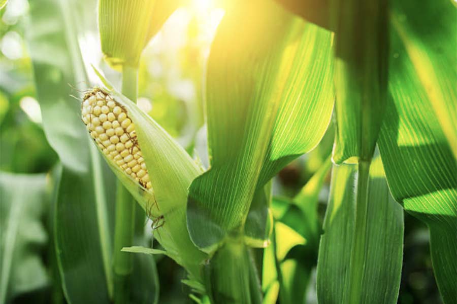 Топ болезней кукурузы - Спасти дар бога Кукулькан
