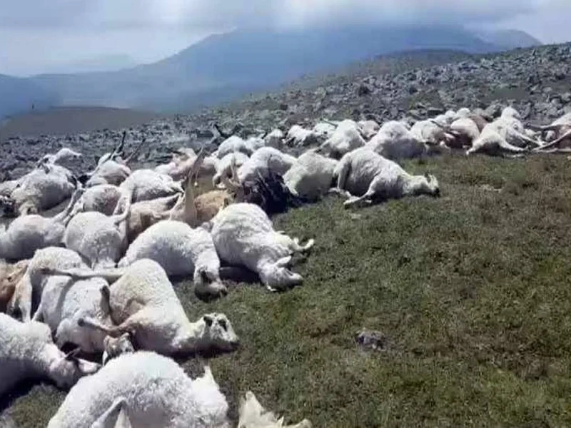 В Грузии удар молнии убил более 500 овец