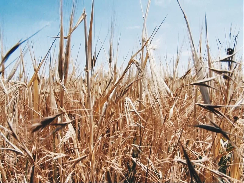 В Удмуртии засуха уничтожила почти четверть всех посевов