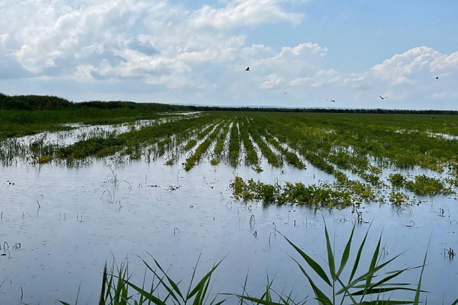 Ливни серьезно повредили рисовые поля на Кубани