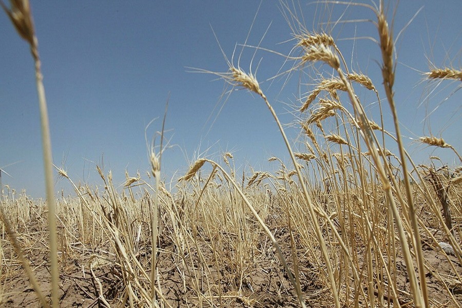 Засуха стала причиной снижения урожайности зерновых в Свердловской области