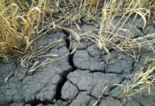 Катастрофа в Башкирии: аграрии ошеломлены небывалой засухой