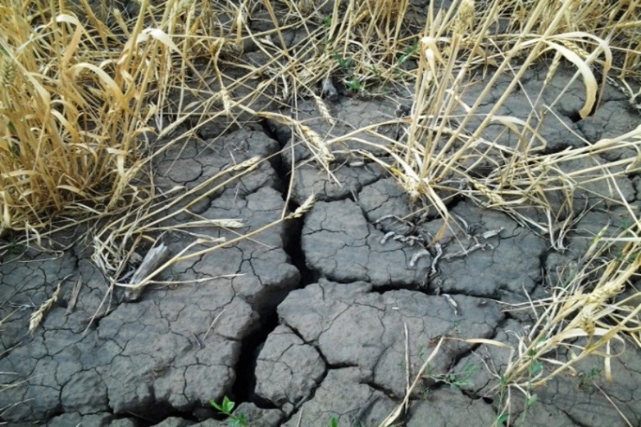 Катастрофа в Башкирии: аграрии ошеломлены небывалой засухой