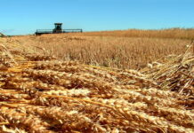 Минсельхоз США резко снизил прогнозы по урожаю российской пшеницы в 2021 году