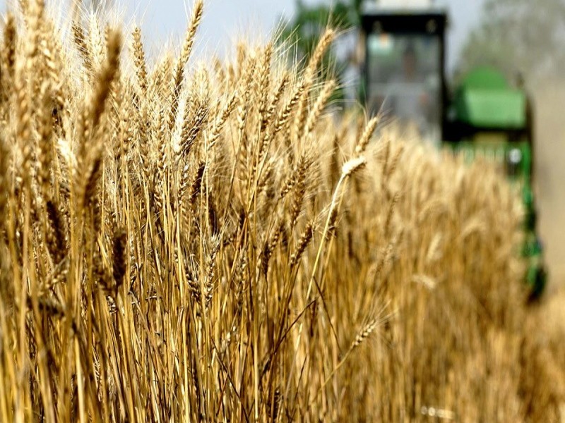 Из-за гибели озимых прогнозы сбора пшеницы снизились еще больше