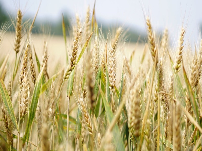 Эксперт: снижение прогнозов мирового сбора зерна и урожая в РФ привели к росту цен на зерно