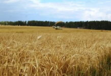 Тульская область ожидает снижения урожая зерновых и картофеля из-за засушливой погоды