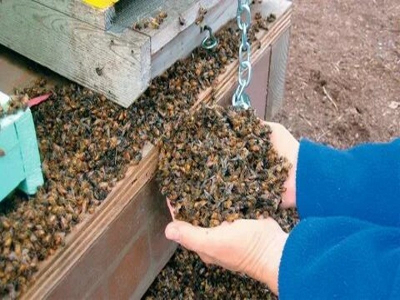 Пчеловоды Красноярского края сообщили о гибели 20 миллионов пчел