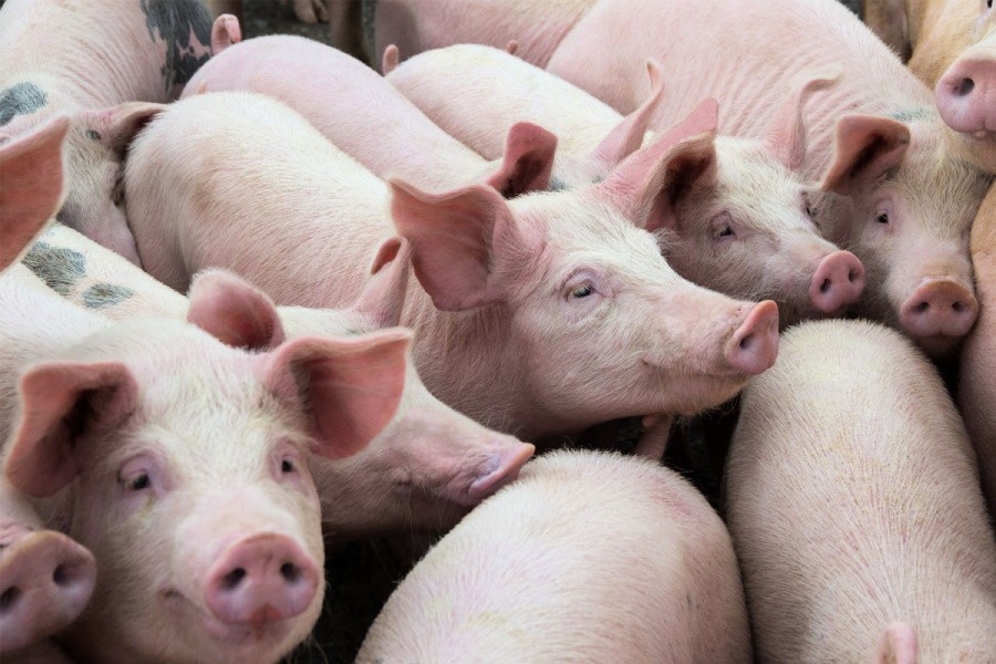 Производители свинины РФ повысили цены на свиней