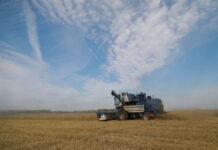 Засушливая погода снизила на 30% урожай зерновых в Кировской области