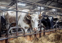 Голодная смерть: в Якутии нечем кормить коров