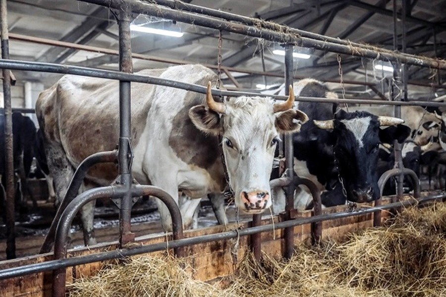 Голодная смерть: в Якутии нечем кормить коров