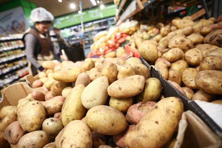 Картофель нового урожая – когда ждать повышения цен в России?