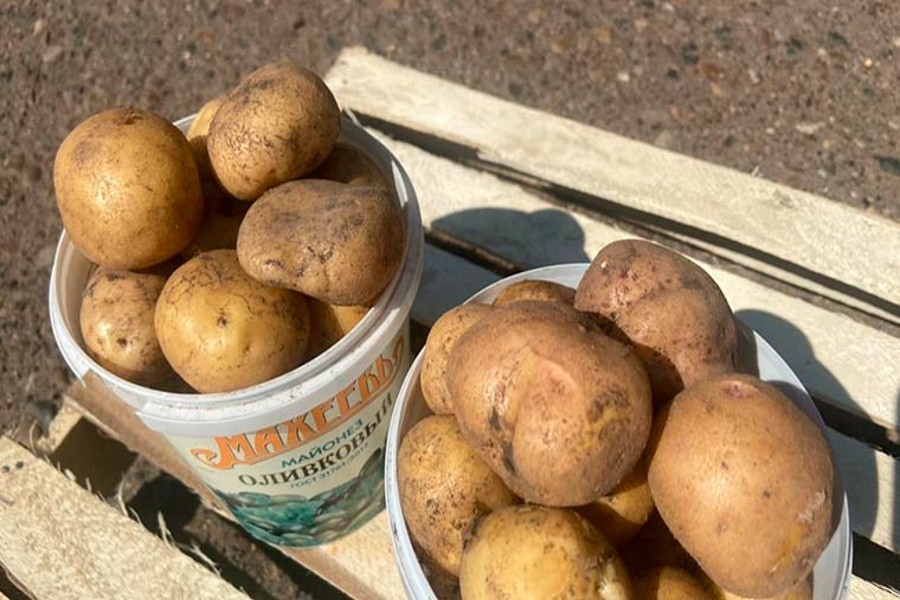 Татарстанские перекупщики почти в два раза подняли цены на картофель