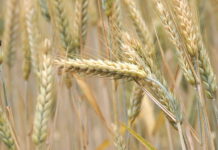 Урожай зерновых в Удмуртии в 2021 г. снизился почти на 30% из-за летней засухи