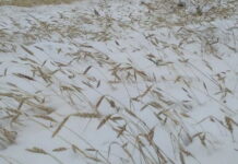 Агропредприятия и фермерские хозяйства Хакасии пострадали от снега
