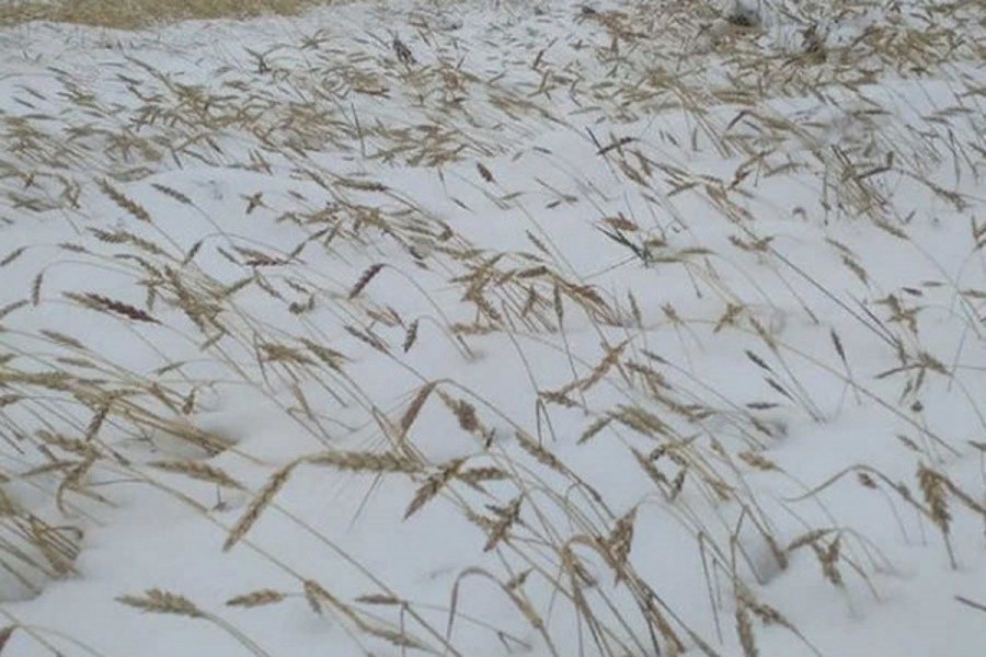 Агропредприятия и фермерские хозяйства Хакасии пострадали от снега