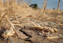 Сбор зерна в России будет снижен из-за погоды — эксперт