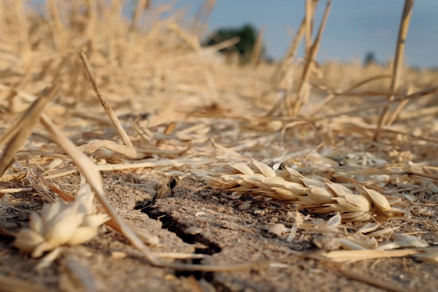 Сбор зерна в России будет снижен из-за погоды — эксперт