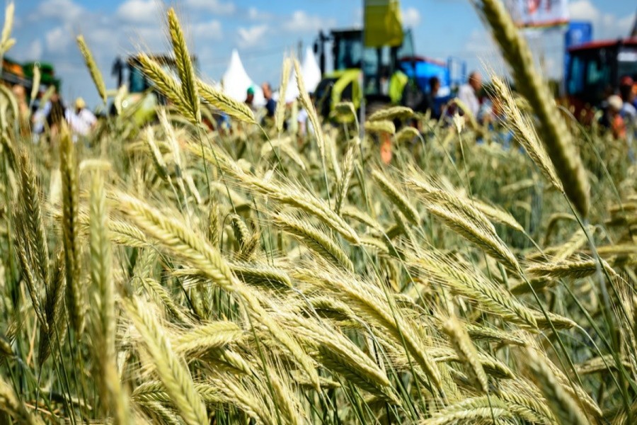Голодный год: Татарстану из-за засухи придется закупить свыше 300 тыс. тонн зерна