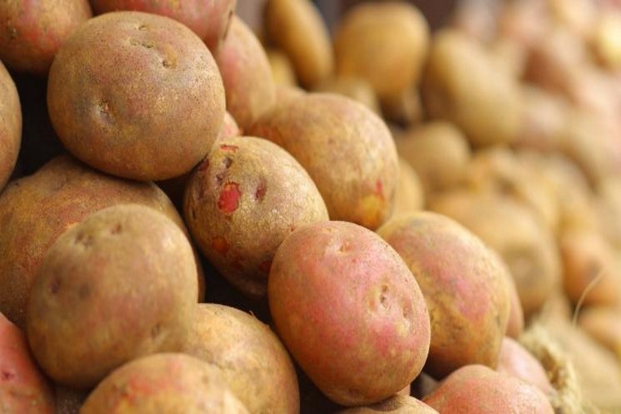 Из-за дождей есть риск серьезного недобора урожая картофеля
