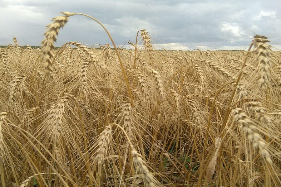 В Пензенской области из-за жаркого лета снизилась урожайность зерновых