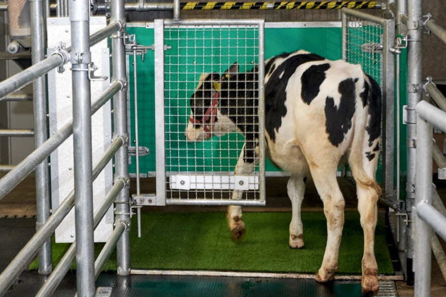 Спасение планеты: коров приучили к туалету