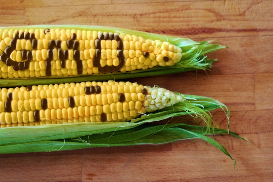 Россельхознадзор выявил факт выращивания ГМО-кукурузы в Рязанской области