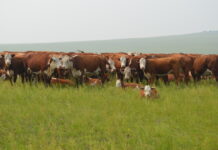Фермеры Забайкалья не хотят заниматься молочным животноводством