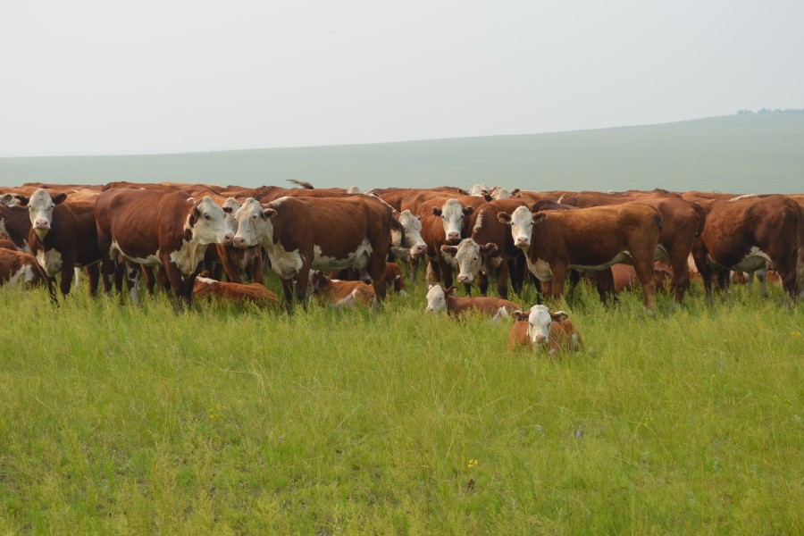 Фермеры Забайкалья не хотят заниматься молочным животноводством