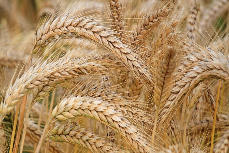 В России в 2021 году наблюдается снижение урожайности по всем зерновым