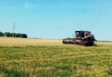 Засуха лишила курганских аграриев свыше 5 миллиардов рублей