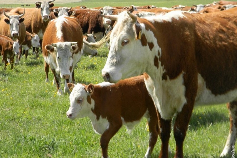 Британские ученые разработали инновационный метод ЭКО крупного рогатого скота