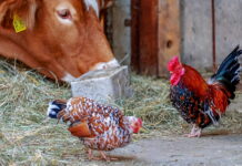 Россиянам запретили держать скот и птицу на садовых участках