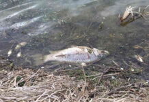 Выброс жидких удобрений привел к массовой гибели рыбы под Орлом