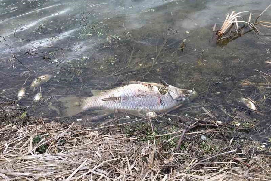 Выброс жидких удобрений привел к массовой гибели рыбы под Орлом