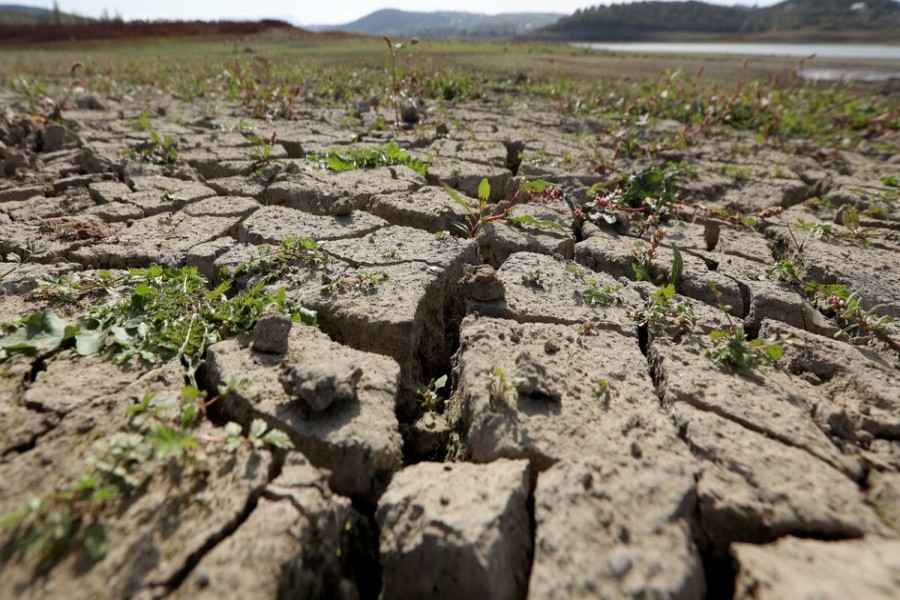 Из-за гибели урожая от засухи в Чувашии ввели режим ЧС
