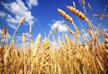 Россия может лишиться статуса мирового лидера на рынке пшеницы — эксперты