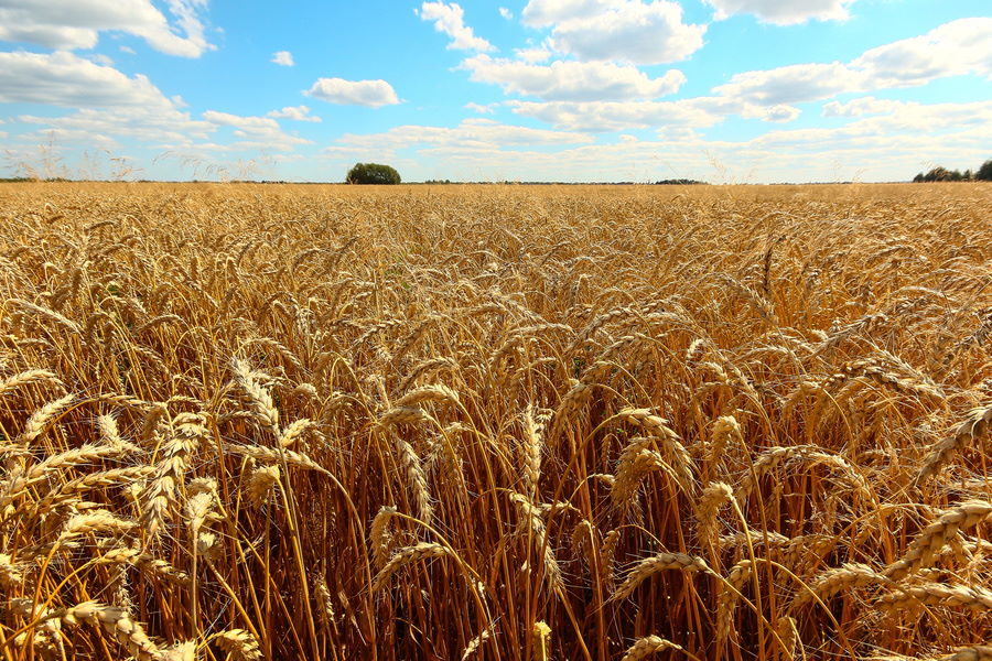 Эксперты снижают прогнозы по урожаю пшеницы в России в 2021 году