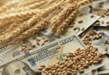 Экспортные цены на российскую пшеницу превысили $300 за тонну