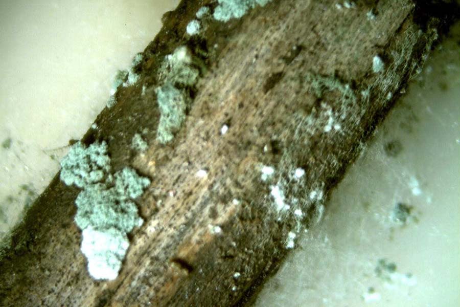 Trichoderma spp. на растительных остатках озимой пшеницы после внесения биологических препаратов