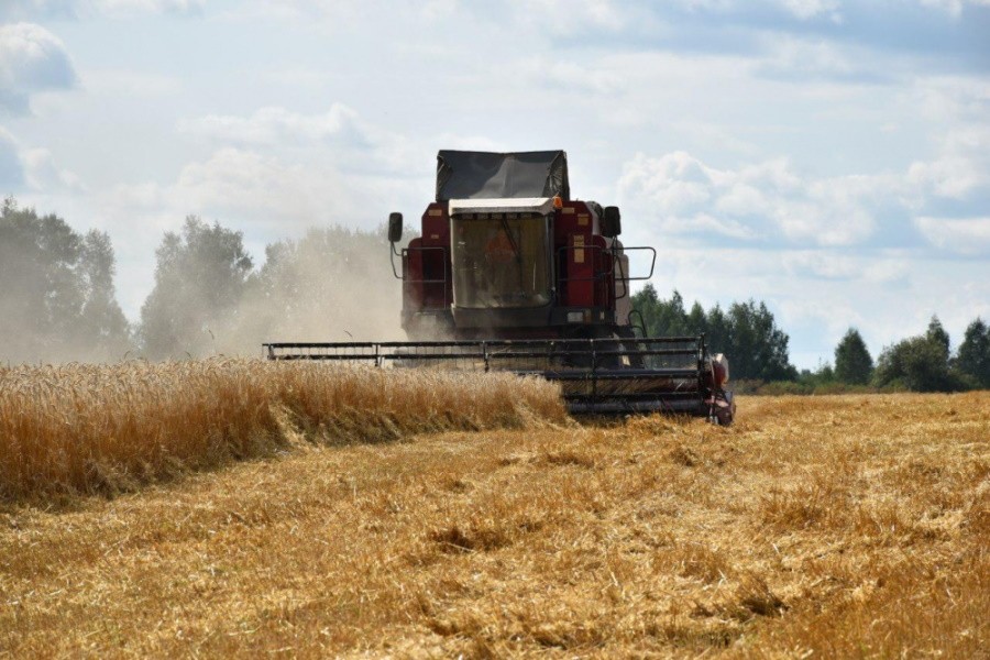 В Ярославской области прогнозируется снижение урожайности сельскохозяйственных культур
