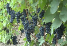 Росреестр ввел новый вид земель — "под виноградарство"