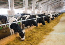 В законе о парниковых газах производители молока увидели угрозу для коров