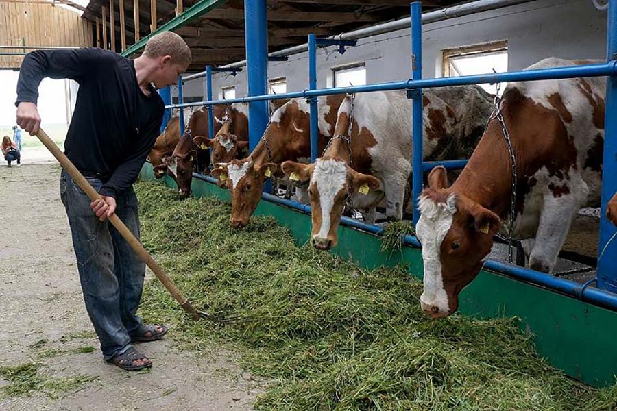 В России начались торги животными через электронный сервис "Скотный Двор"