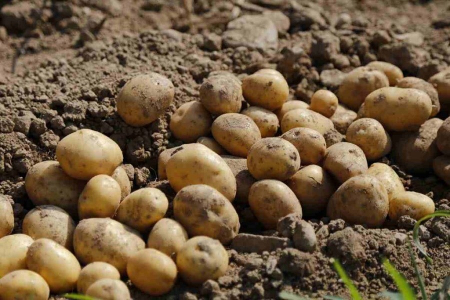 Мелкие производители картофеля и овощей могут уйти с российского рынка