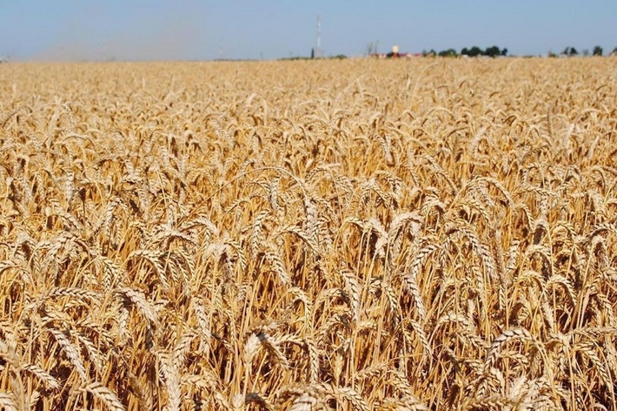 Липецкая область потеряла 30% урожая зерновых из-за засухи